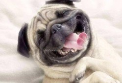 巴哥爆料最新人物视频,揭秘神秘人物幕后故事