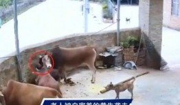 牛裤子最新爆料视频,惊人内幕曝光！
