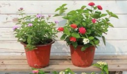 天界最新爆料新闻直播视频,最新爆料新闻直播视频深度解析