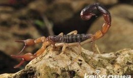 小蝎子大爆料最新,小蝎子大爆料，明星幕后真相大曝光！